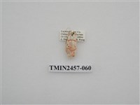 藏品(二斑叉紋苔蛾)的圖片